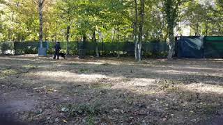 Hunde Richtig Erziehen -DSH- Agillity - 2018- The Black German Shepherd.