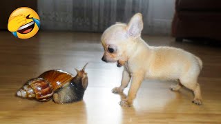 Cute Dogs And Cats That Will Make You Laugh ???? - Funny Animals Compilation #5