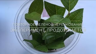 ? Повторное Зелёное Черенкование. Эксперимент Продолжается