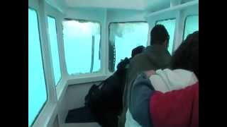 Lady Musgrave Island Tour - Koral viewing