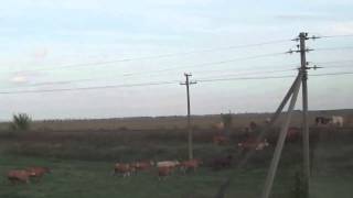 Трасса Оренбург Уфа Поезд сбивает стадо коров
