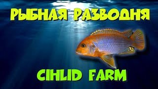 Будни на разводне. Цихлидная разводня. Cichlid farm