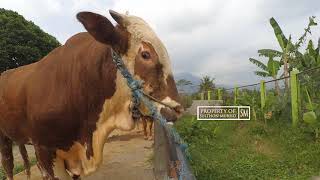 Sapi Simental dan pasaran harganya