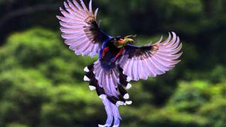 Beautiful Birds 1