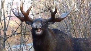 Национальный парк "Лосиный Остров"