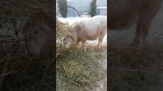 ягнята 2019. из Шатаграда.