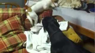 Dixie the Jack Russell playing with a Doberman