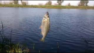 Рыбалка деда Митяя с удочкой на Днестре