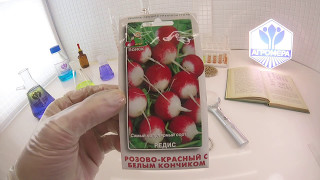 Редис Розово-красный с белым кончиком. Поиск
