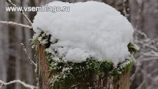 Приветствие канала ютуб - Будьте здоровы! Живите богато! Красивый зимний лес hd.