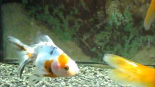 Goldfish