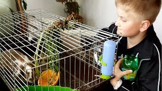 МОЙ НОВЫЙ ПИТОМЕЦ. Еще один кролик?