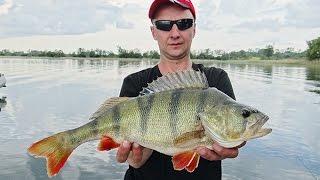 154 SZCZUPAKI i 617 OKONI - GARMIN FISHING SERIES - JEZIORO DADAJ 2016