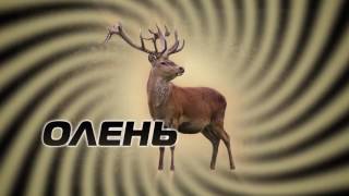 МОЙ ОЛЕНЬ СОШЕЛ С УМА