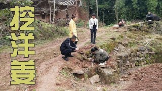 雯雪上山挖洋薑引得大家都來圍觀，帶回家後媽媽將它做成一道美食 【90後寶媽雯雪】