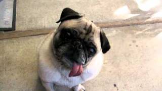 Bob the Pug with the longest tongue!!! part 2