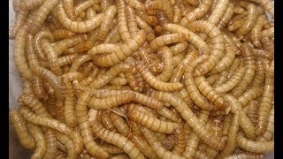 ميل ورم من ربع كيلو الحلقه6 وكيفية الربح من الميل ورم