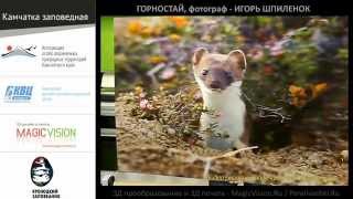 3д постер (стерео варио) Горностай, фотограф Игорь Шпиленок