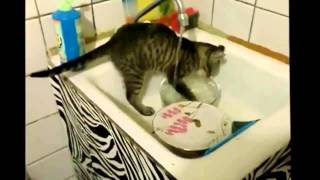 Смешные коты или кошачья вечеринка...