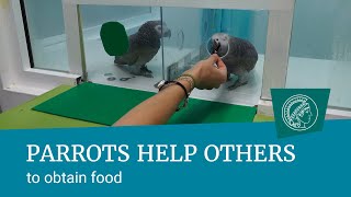 Grey parrots help others to obtain food