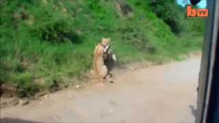 Дикие кошки львы охотятся, жесть!