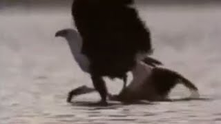 Eagle vs flamingos - BBC wildlife