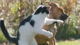 КТО В ДОМЕ ГЛАВНЫЙ? СМЕШНЫЕ КОТЫ И СОБАКИ | ПРИКОЛЫ С ЖИВОТНЫМИ