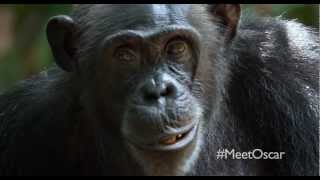 Chimpanzee "Oscar's Extended Family" Clip