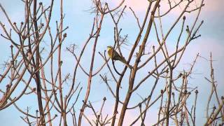 Овсянка обыкновенная / Yellowhammer (Emberiza citrinella)