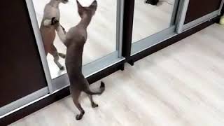 Кот танцует