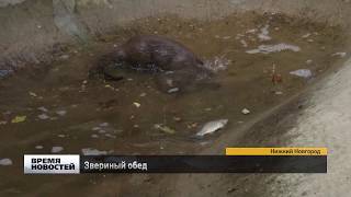 Показательное кормление животных в нижегородском зоопарке "Лимпопо"