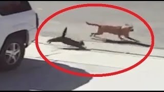 Кот спас 4х летнего ребенка от нападения собаки