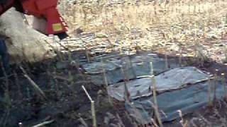 Жатка 1273 04 комбайн Полесье уборка подсолнечника без потерь