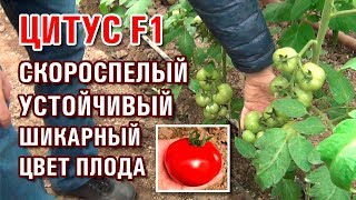 ТОМАТ ЦИТУС F1 - СКОРОСПЕЛЫЙ, УСТОЙЧИВЫЙ ПОМИДОР С ШИКАРНЫМ ЦВЕТОМ ПЛОДА (10-04-2019)