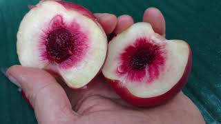 Персик Кевина /Peach Kevina/. Поздний, беломясый сорт. Отзывы и видео от питомника Макси Сад.