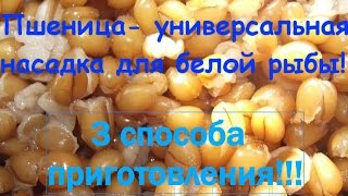 Пшеница-отличная и универсальная насадка и прикормка. 3 способа приготовления пшеницы!