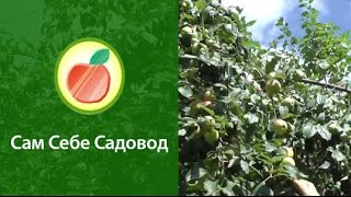 Семейная, многосортовая яблоня