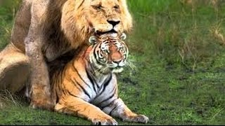 ANIMALS MATING-LION MATING VS TIGER MATING VS LEOPARD MATING.