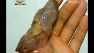 Меня укусили I was bitten   Укус шпильковой змеи Atractaspis engaddensis