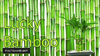 Драцена Сандера или комнатный бамбук счастья / Dracaena braunii room or bamboo happiness