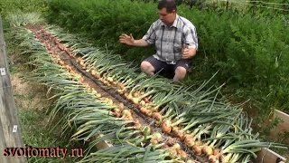 Уборка репчатого лука и лука севка 2014