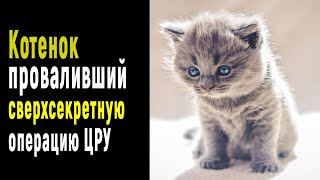 Рассекреченные тайны ЦРУ: "Котенок, по вине которого была провалена секретная операция"