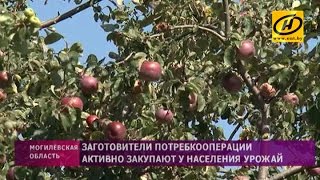 Заготовка яблок и ягод в Могилёвской области: сколько платят за урожай заготовители потребкооперации