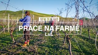 Práce na Novém Zélandu 3 | ?✂️ Zimní pruning na vinici | Working holiday | Looklin