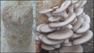 Выращивание грибов в домашних условиях / Как сделать грибной блок