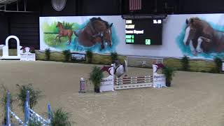 Video of Flashy ridden by Lauren Maynard from ShowNet!
