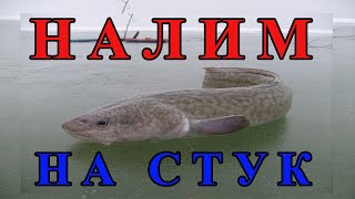 ☝▶ Ловля НАЛИМА на стук. Контачим налима. Налим на жерлицы зимой. Иртыш