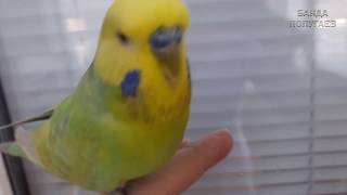 ☕ Что нужно волнистику для счастья! ヅ Листья лимона и бассейн :)