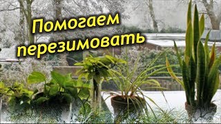 Помогаем пережить зиму комнатным растениям!