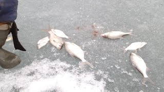 Залив Знеменский КВХ,подлёдная ловля Леща.